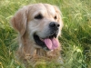 hund.jpg