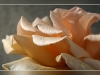 Processed by: Helicon Filter;